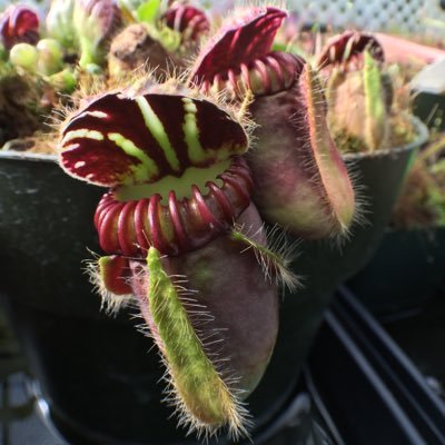 Promoting conservation through cultivation of carnivorous plants for over 25 years