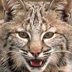 I'm a Dedicated Dad, Husband, Brother, Son, Friend, Retired US Army Officer. I Love Cats Big or Small I Love Them All. In my spare time I play PC, and PS3 games