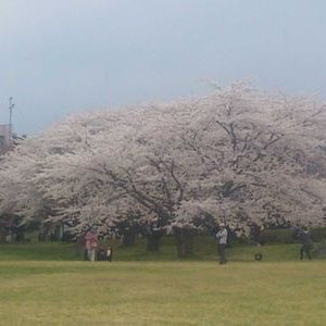日本の桜 森町の桜 Berbar61 Twitter