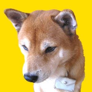 大の犬好き。とくに柴犬ファン。３匹の柴犬、初代まめ(２００１年生まれ)とちゃめ(２００６年生まれ)と2代目まめ(２０１８年生まれ)の飼い主です。すべて男の子です。「まめ田ちゃめ助」ユーチューブチャンネルもよろしく！https://t.co/5JbPdb2G32…