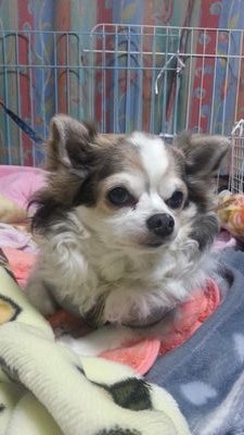 ERI_matiz3575's profile picture. ゆるキャラ、旅、映画好き。10歳の女の子猫2匹、3か月男の子猫飼ってます。