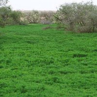 Abo addullah (@aboadullah1) 's Twitter Profile