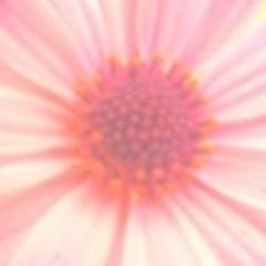 TokyoSoccer_cs's profile picture. 