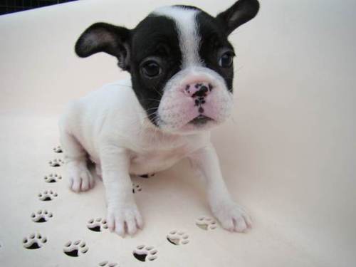 loveroen's profile picture. 国籍：ｊａｐａｎ ｓｅｘ：♀ ＬＯＶＥジャンキー！！！