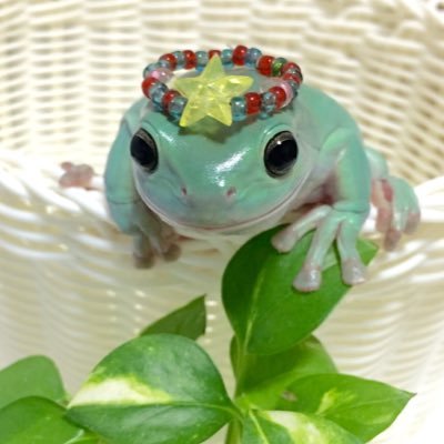 ケロケロをプニプニしてる人。いつも沢山のいいねやコメントありがとうございます。必ず見てます!引用RTはそっといいねします。無断転載はご遠慮下さい。