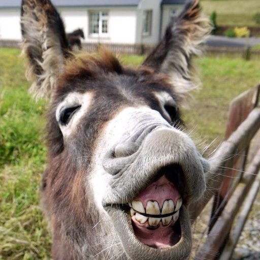 floppy_donkeys Profile Picture