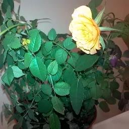 JoyousJaneE's profile picture. 