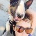 Rachel (@4pawspetprotect) Twitter profile photo Rachel (@4pawspetprotect) Twitter profile photo