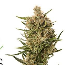 Fweedom's profile picture. Washington's Preferred Recreational Cannabis Retailer. Anyone over the age of 21 can now shop at Fweedom Cannabis, located in Seattle and Mountlake Terrace.