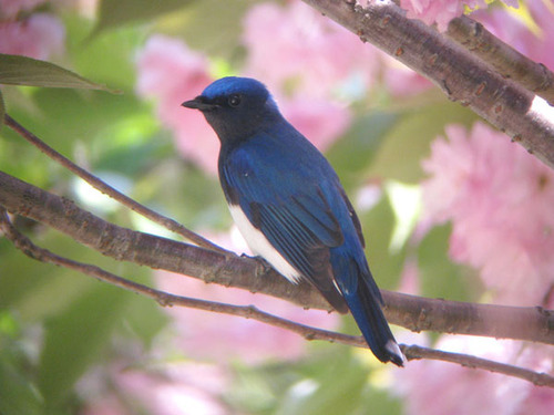 nigari_kazushi's profile picture. 日本酒と鉄道と野鳥が好きです。アイコンは、山形県で撮ったオオルリ＆八重桜です。同人サークルはPrimary Projectionです。