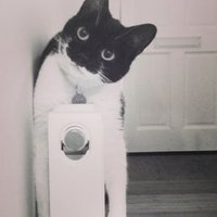 The Gipsy Hill Cat(@TheGipsyHillCat) 's Twitter Profile Photo