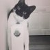 The Gipsy Hill Cat (@thegipsyhillcat) Twitter profile photo The Gipsy Hill Cat (@thegipsyhillcat) Twitter profile photo