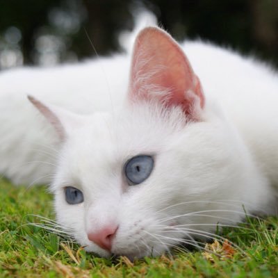 flame_tail64's profile picture. [Caring/Non-Social] 'Two wrongs don't make a right..' Mate: None [Kits: None] Siblings: @MoonlitDarkest [Song: Let Her Go]