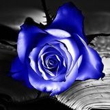 BlueRose810's profile picture. 