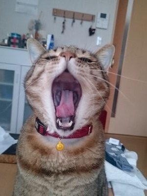 青猫さんのプロフィール画像