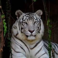 MysticalSydney's profile picture. 