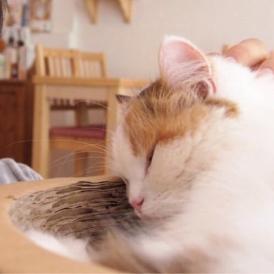t_hajime22's profile picture. 家庭医/総合診療に興味がある人から専攻する人になりました academic GPや公衆衛生に興味がありま…あったはずです（ネコ科）