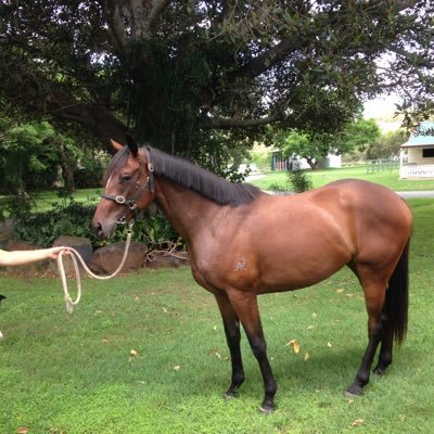 sports fan horse owner Richmond supporter run painting business