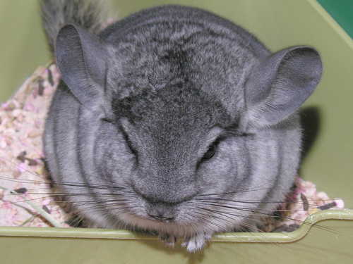 petchinchillas's profile picture. Learn all about the care and enjoyment of your pet chinchilla. Connect and share with other chinchilla owners and find the best chinchilla supplies.