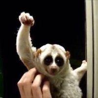 新塚　浩二 (@vorto752) 's Twitter Profile