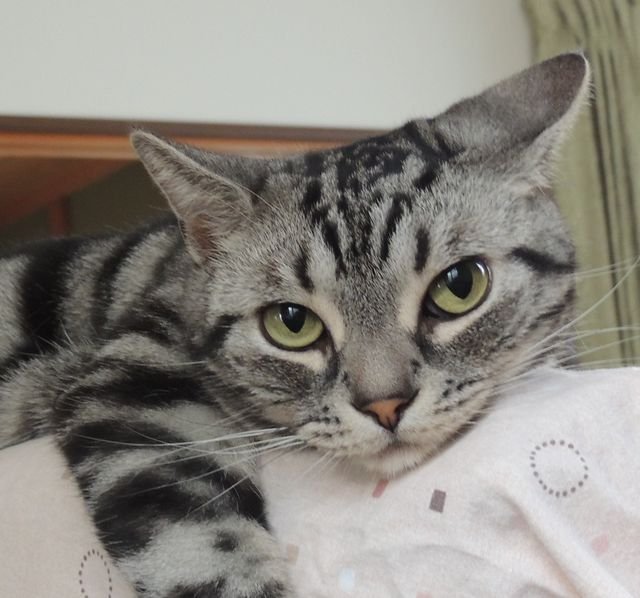 翡翠ねこさんのプロフィール画像