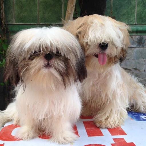 mafangel's profile picture. LIVE. laugh LOVE