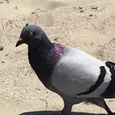 Tweeting is for bitches. I ca-caw the TRUTH...then poop on it. *coo coo*