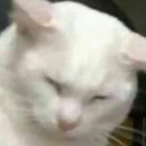 ネコザキ