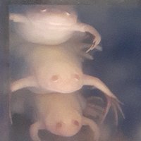 Xenpapers (@xenpaper) 's Twitter Profile