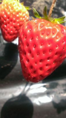 springsummer26's profile picture. 恋するレディ清く正しく美しくフリーダーム✨