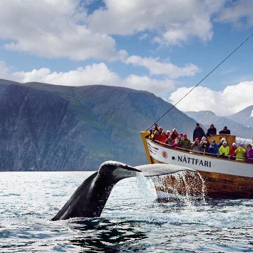 #Travel to NORTH #Iceland for original Húsavík #whalewatching. Humpbacks + Blues by traditional oak ships. Greenland tours. Carbon Neutral options.