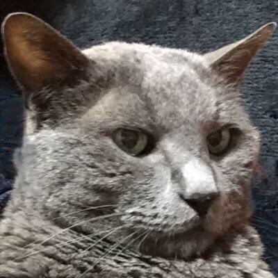 N00Bieさんのプロフィール画像