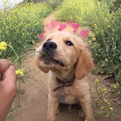 posting puppies with hearts because they make me happy :)