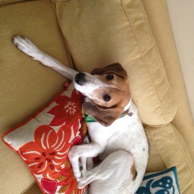 gidgethounddog's profile picture. Television Digital Creators Business Funny