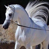 الخيال (@tt2030r) 's Twitter Profile Photo الخيال (@tt2030r) 's Twitter Profile Photo