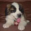 Meredith Buckley - @HarajakuBarbie - Twitter