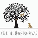 LittleBrownDogRescue (@littlebrowndogr) 's Twitter Profile