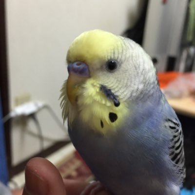 アイコンは以前飼ってたセキセイインコ、現在保護した猫1匹と家族との暮らし/通りすがりのいいね👍おばさん、野鳥写真が心の癒し☺️/👍しまくり(怖/韓国語のお勉強継続中☆最近飲んだ翌日のパフォーマンス悪過ぎて😭たまに1人で晩酌・犬派から猫派に転向🐱ゲーム好き♡山ガール⛰バードウオッチング初心者🐣