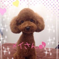 めいたん(@May20130529) 's Twitter Profile Photo