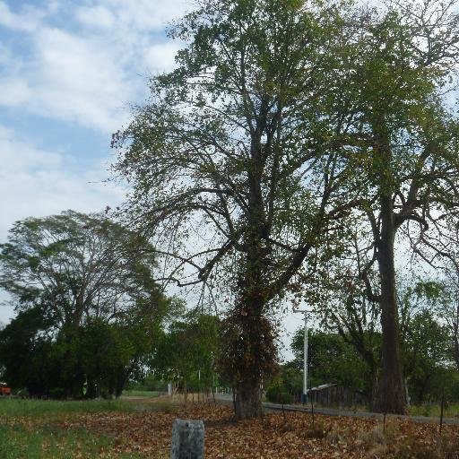 CastHernando's profile picture. 