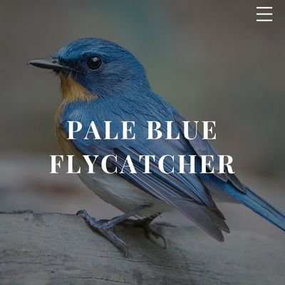 PBFlycatcher Profile Picture