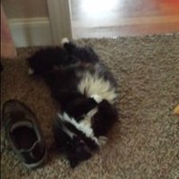 David Dragonhammer (@davt43) 's Twitter Profile