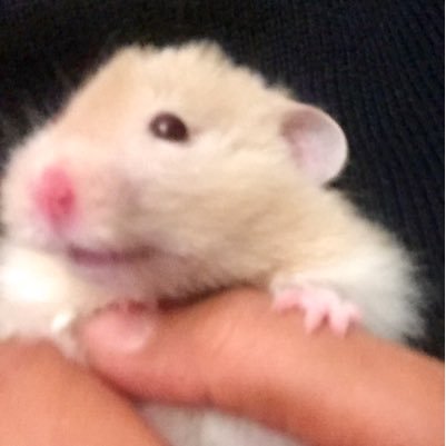 #HamsterChico Company mascot: @LearningTutor As seen via @TheBMA https://t.co/TdONc12dm5