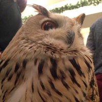 OWL(@OWLliker) 's Twitter Profileg