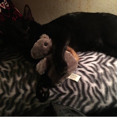 TaylorSphon's profile picture. 