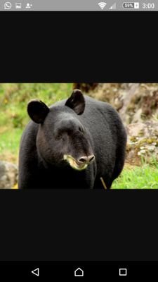 Tapirus pinchaque, abriendo caminos, disfruntando del páramo y el agua.