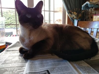 Southern California Siamese Rescue finds homes for Siamese and other related breeds