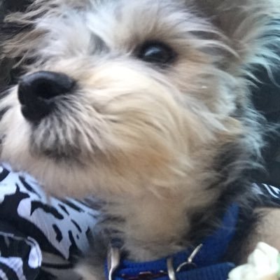 GrandmaRose14's profile picture. Loves Children,Dance, Classical Music Played Live !Preserve Our American Culture !!! GOD BLESS AMERICA PRAY AT 8:00 FOR CHILDREN COUNTRY and PRESIDENT TRUMP!