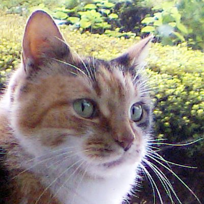 yaslab99's profile picture. iOS application developer