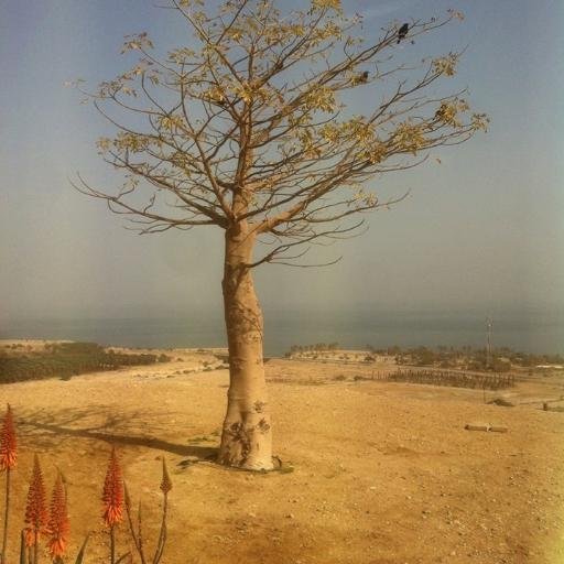 inbal_paamon's profile picture. como una campana que llama al rezo, otras a la guerra y a veces solo a la celebracion a todas voces en lo alto de los cielos...